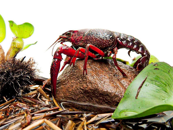 Procambarus Clarkii 1.jpeg