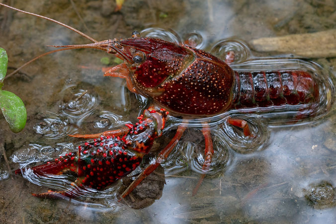 Especimen de Procambarus clarkii en un cuerpo de agua