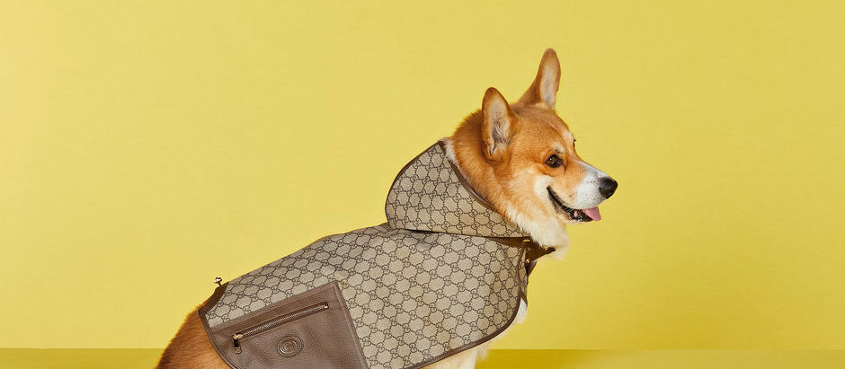 The Luxe Life for Pets: How Luxury Brands are Expanding into Pet Products