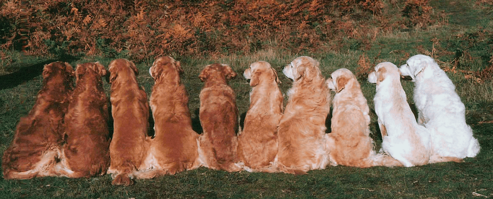 10 golden retrievers, sitting colored red to white