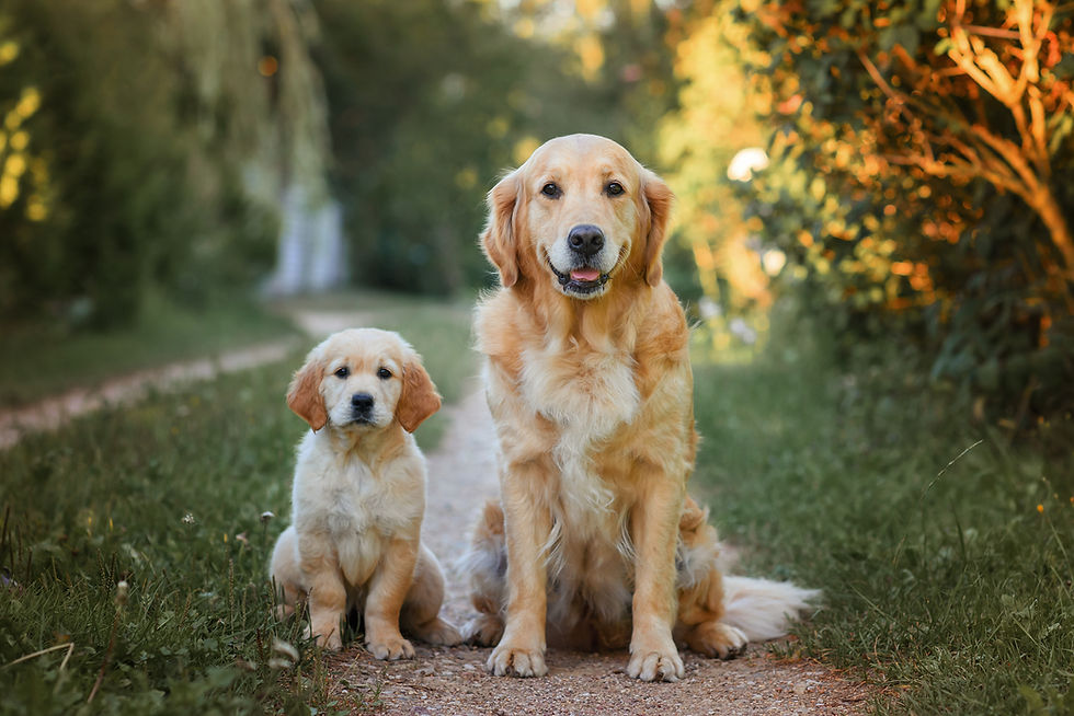 A small golden retriever puppy and an adult golden retriever dog sit in grass