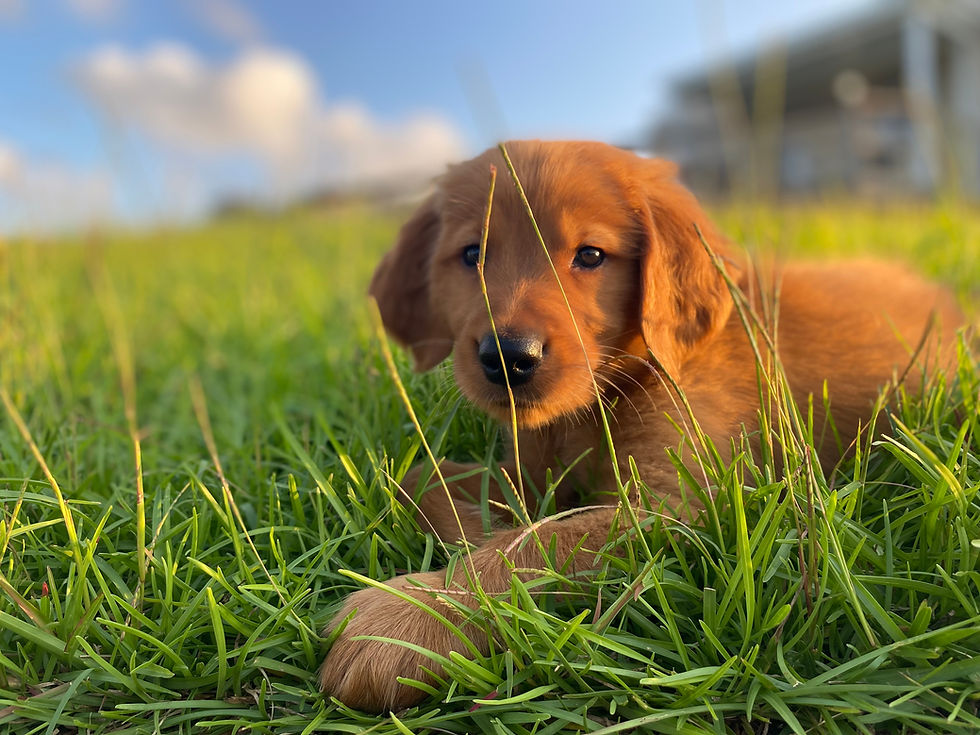 Red golden retriever laying down in the grass