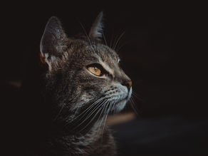 From Wild to Furry Companions:  The Fascinating History of Domestic Cats