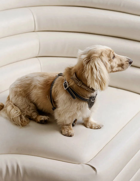 leather pet harness for small dogs or cats