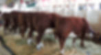 Livestock