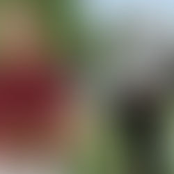 Is Low Testosterone REALLY A Problem?