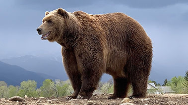 Bear.jpg