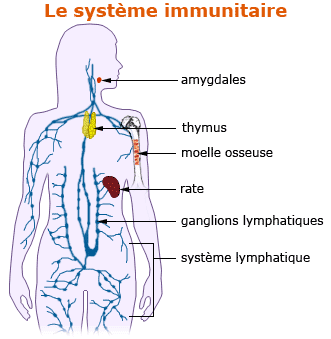 système immunitaire