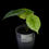 Miniature : Alocasia Sinuata Variegated