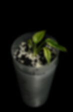 Monstera Mint