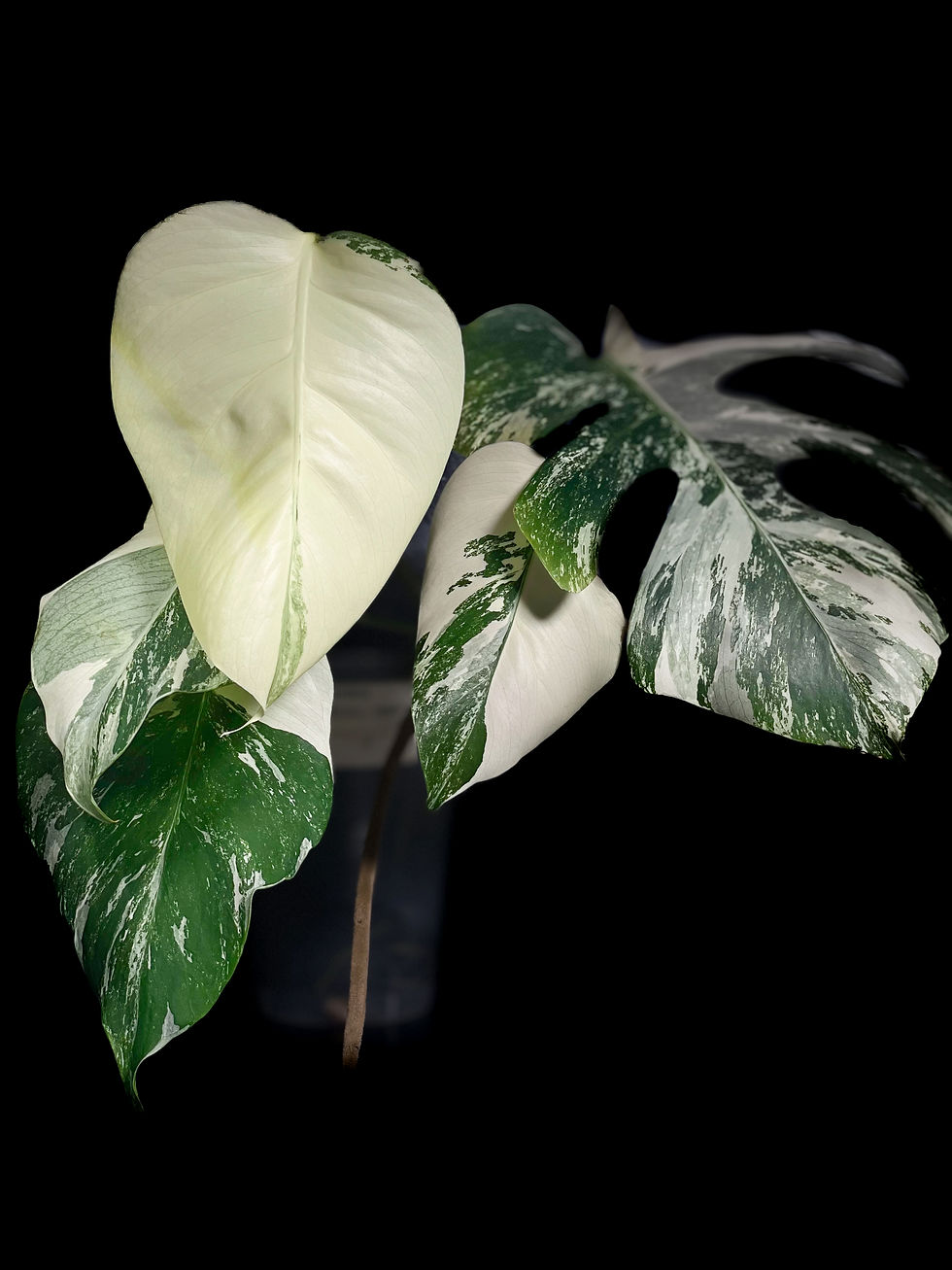 Miniature : Monstera Deliciosa Albo Variegated