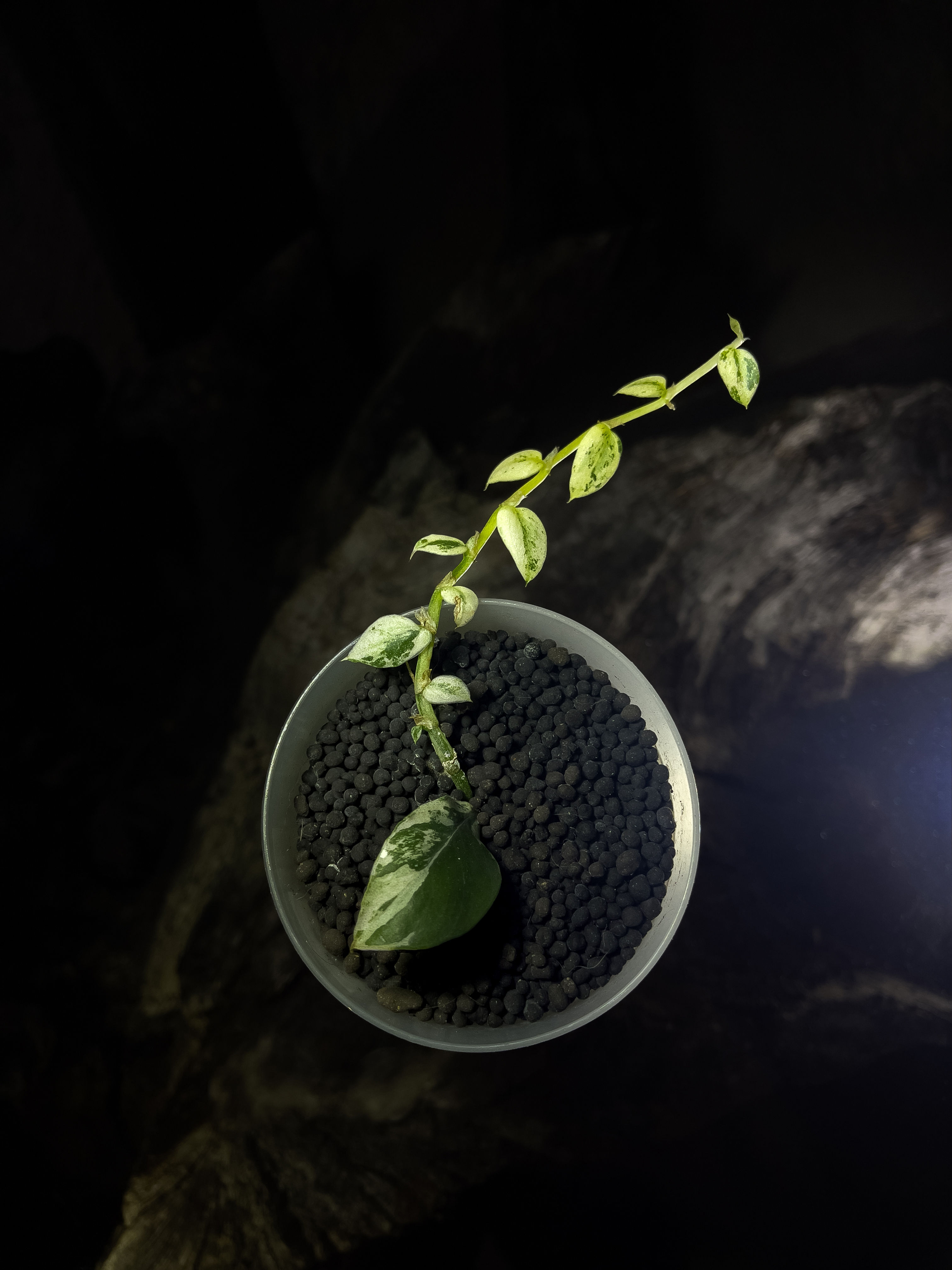 Raphidophora Hongkongensis Marble Variegated