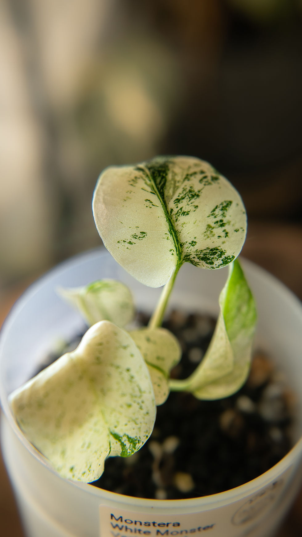 Thumbnail: Monstera White Monster Variegated