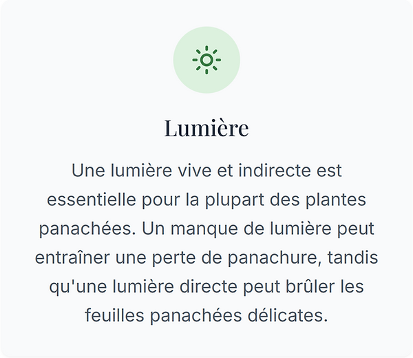 Light.png