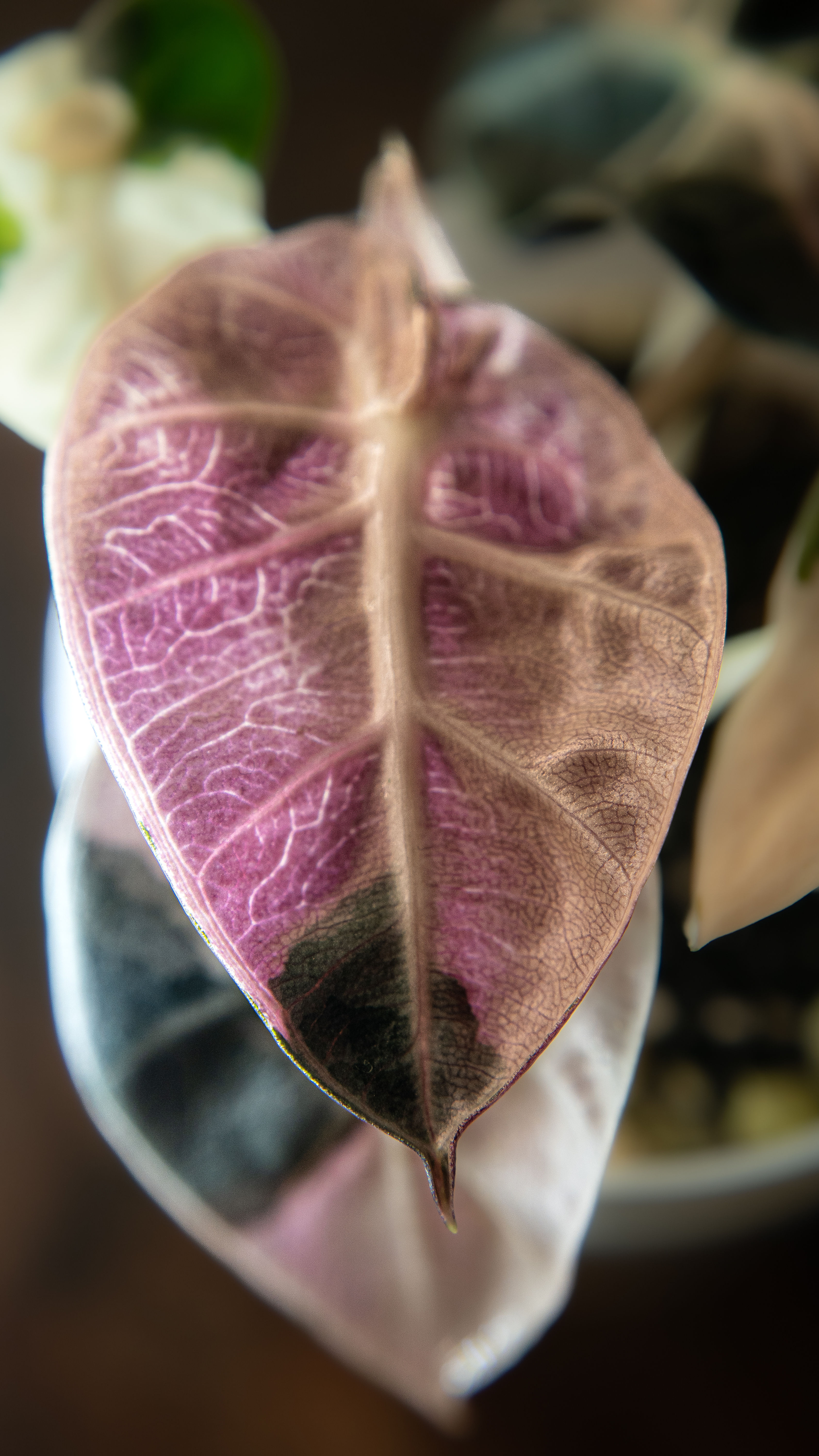 Alocasia Heart Balloon Pink Variegated