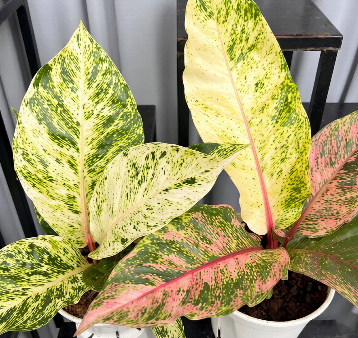 Anthurium Hookeri Aurea Var