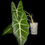 Miniature : Alocasia Frydek Variegated