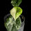 Miniature : Alocasia Mélo Albo Variegated