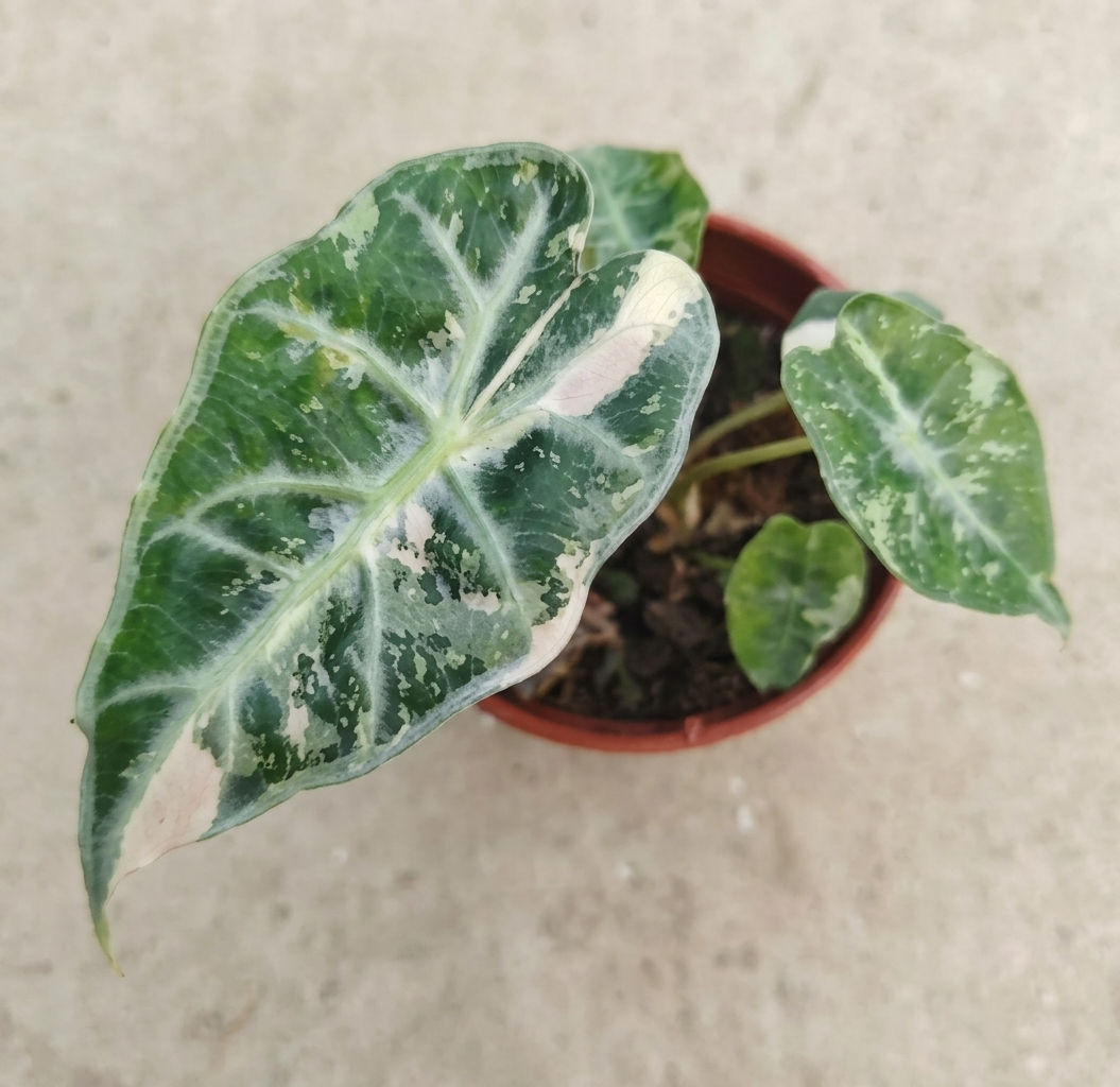 5x Alocasia Parasol Pink Var (TC)