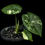 Miniature : Alocasia Mélo Albo Variegated
