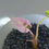 Thumbnail: Alocasia Bambino Pink/White Variegated