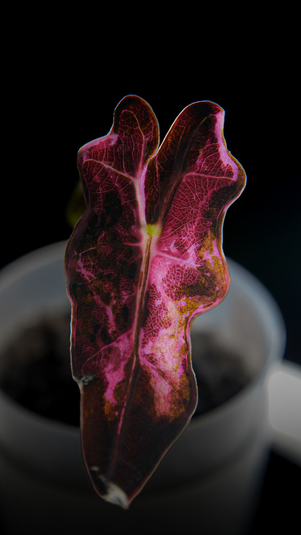 Alocasia Nobilis Pink/Albo Variegated