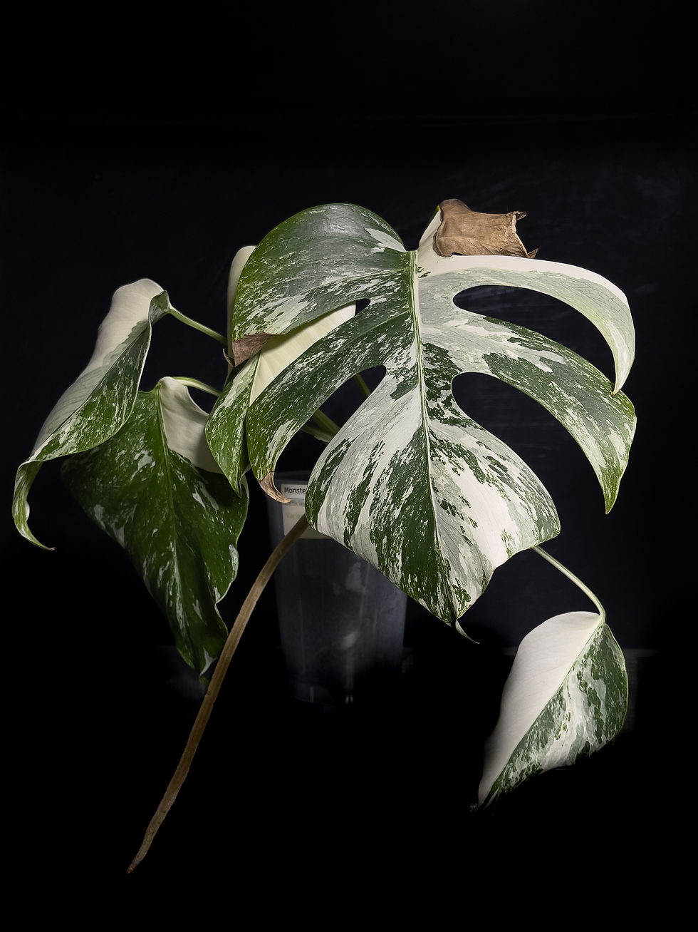 Miniature : Monstera Deliciosa Albo Variegated