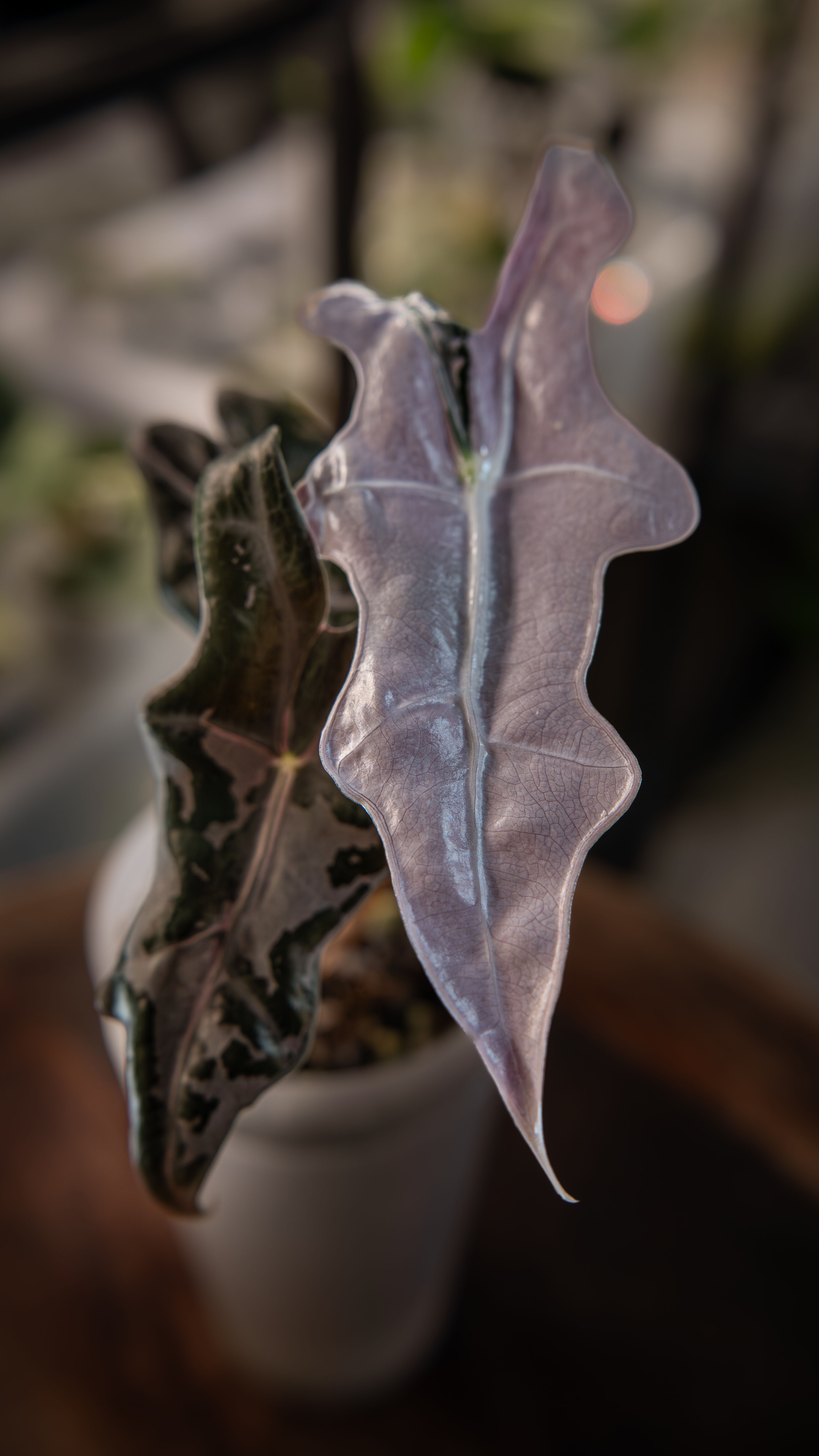 Alocasia Nobilis Pink Var