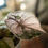 Thumbnail: Alocasia Wentii Pink Variegated
