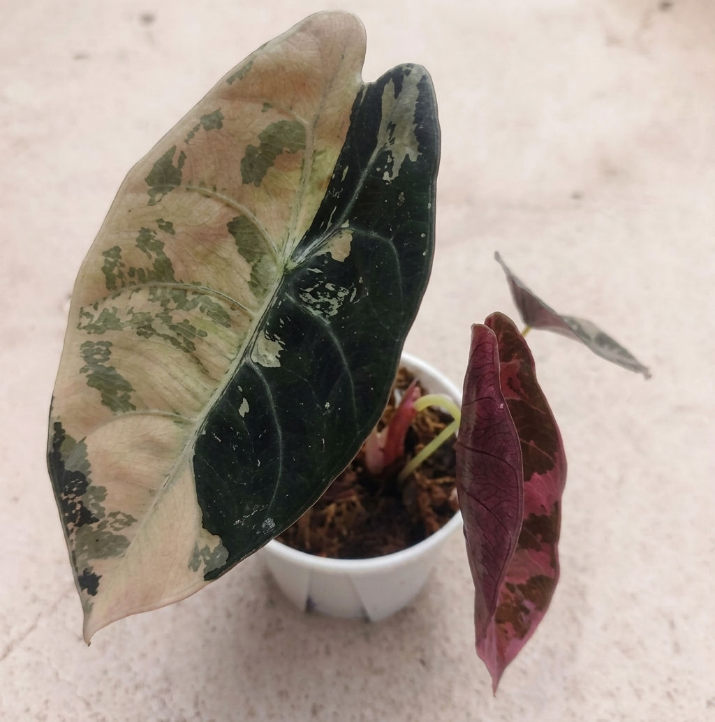 5x Alocasia Sedenii Pink Var (TC)