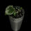 Miniature : Alocasia Mélo Albo Variegated