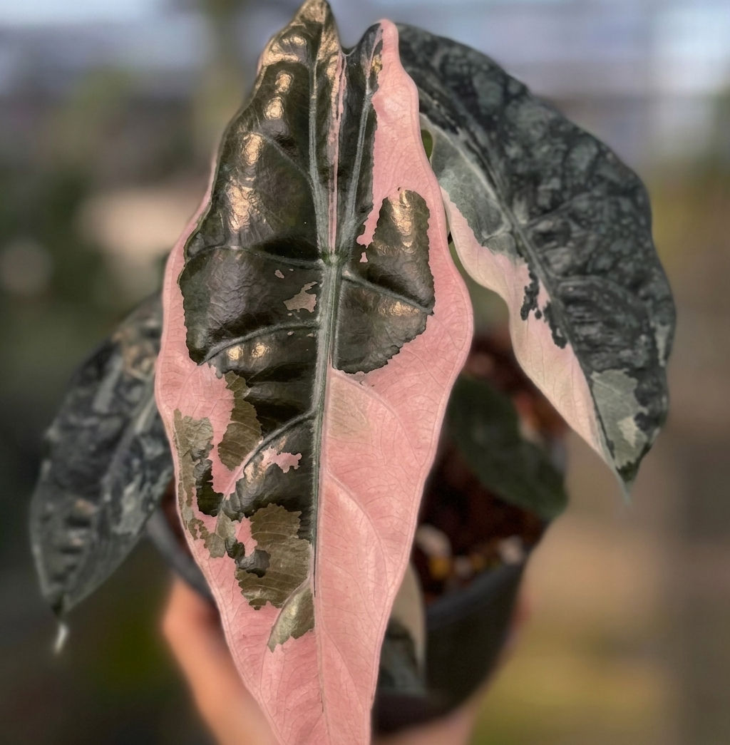 5x Alocasia Chantrieri Pink Var (TC)