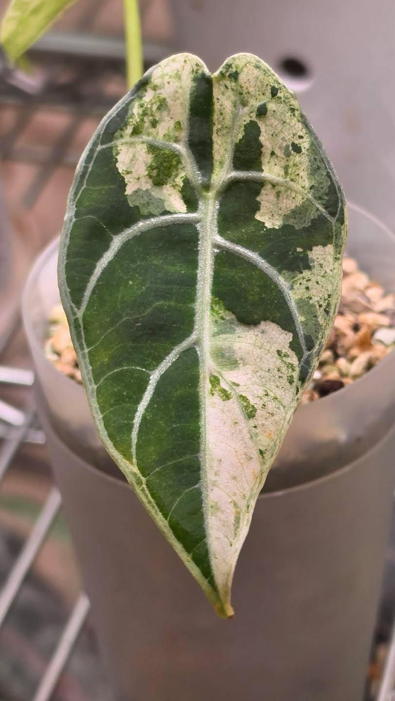 Thumbnail: Alocasia Watsoniana 4Mix Var