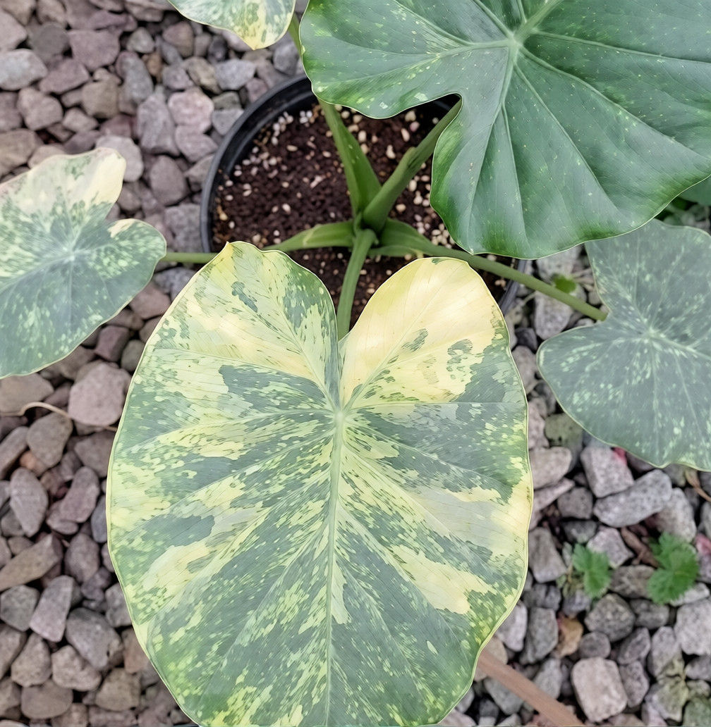 Alocasia Odora Okinawa Sliver Aurea Var