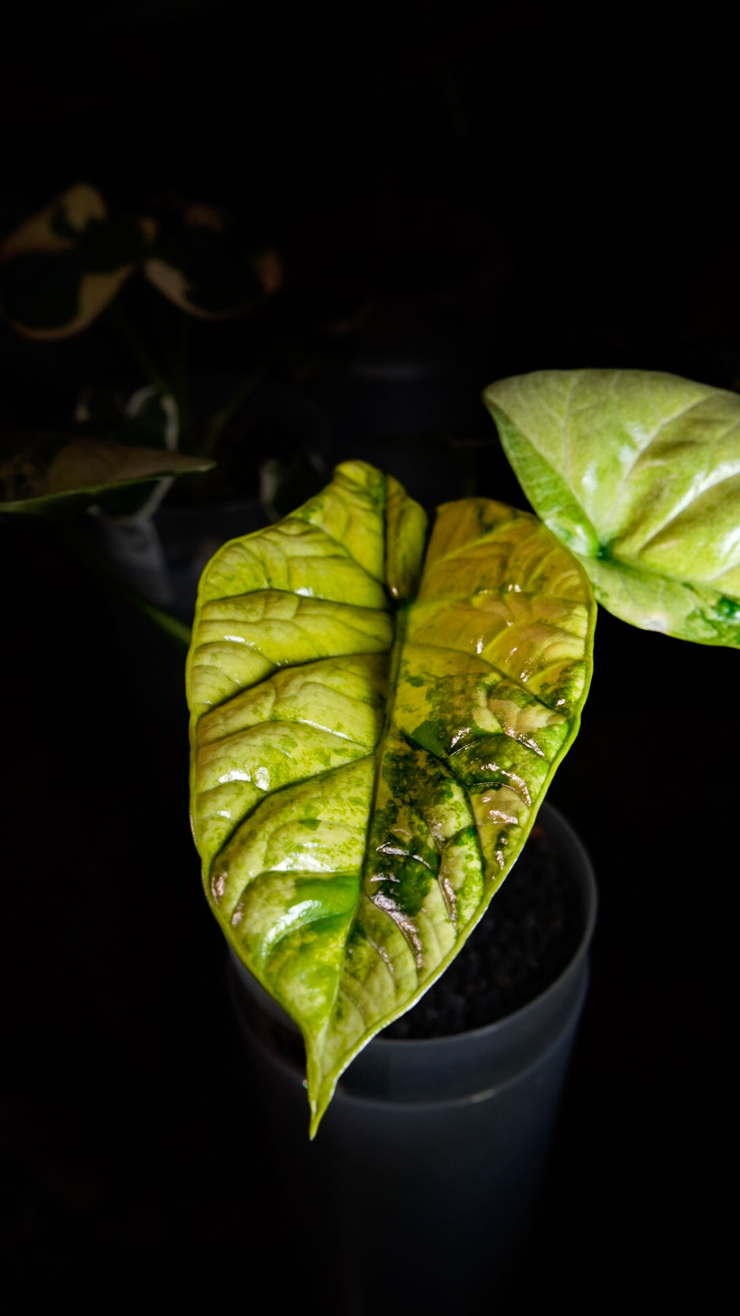 Alocasia Sinuata Albo Variegated