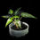 Miniature : Alocasia Bambino Aurea Variegated