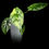 Miniature : Alocasia Sinuata Variegated