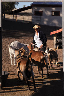 Albuquerque physician Claire Leonard tends to her goats and other animals at her homestead near Reserve, New Mexico. (Photo by Darren Phillips)