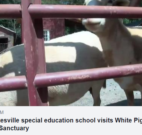 Campers visit the White Pig Animal Sanctuary