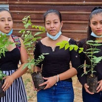 Aufforstungsprogramm läuft