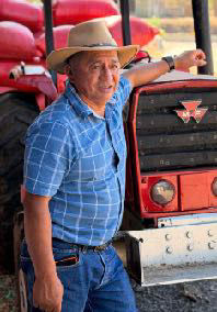 Kaffeekirschen Pflanze Krankheiten Kaffeerost