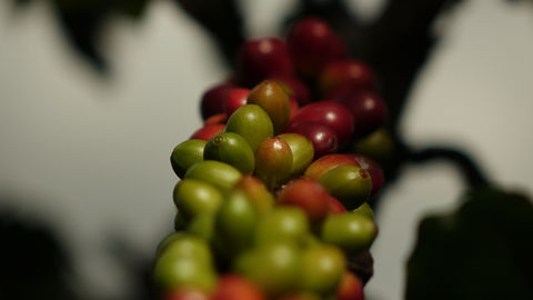 Kaffeekirschen 5.JPG