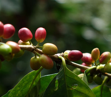 Kaffeekirschen 1.JPG