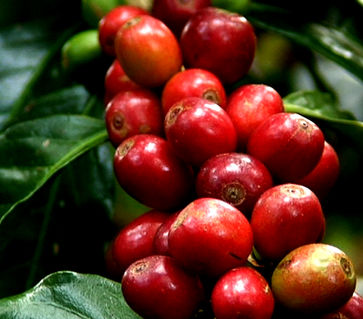 rote Kirschen nah.jpg
