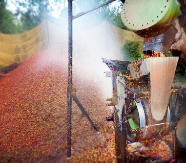 Pulpe auf Komposthaufen.jpg