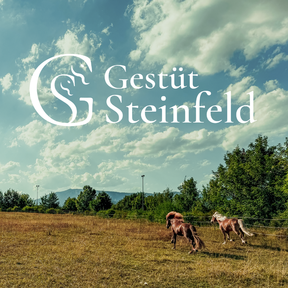 Gestüt Steinfeld Titelbild.png