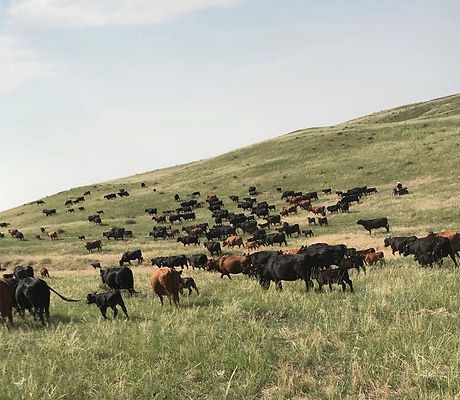 our cattle.jpg