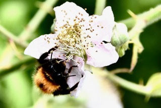 Bees on blackberry flowers   Sansome House Garden 1