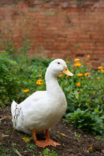 Donny the Duck