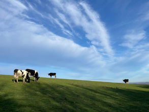 Cows on Pig Lane